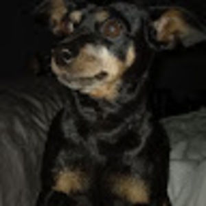 Meet your Posher, Ann